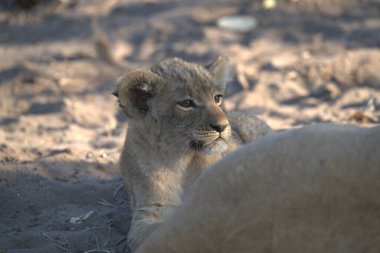 Aslan yavrusu Kruger parkında kumda yürüyor.