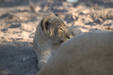 Kenya savanındaki aslan