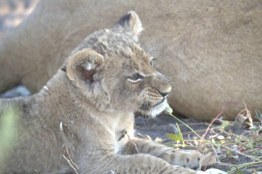 Vahşi doğada dişi aslan.