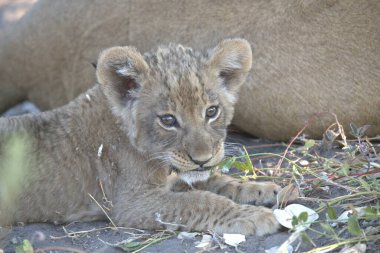 Dişi aslan (panthera leo), çimenlerin üzerinde yatar.