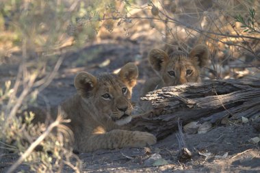 lion cub cub in grass