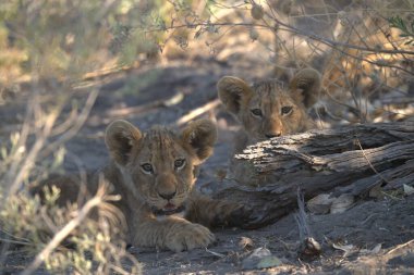 lion cub laying in grass in the grass