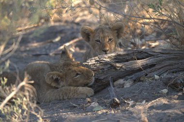 Aslan yavrusu çimenlerin üzerinde yatıyor.