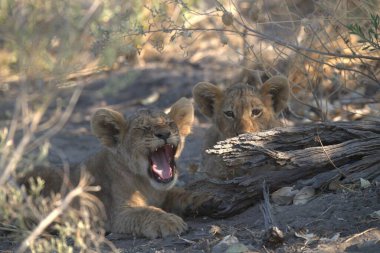 Otların arasında oynayan aslan yavrusu