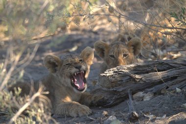 Aslan yavrusu kuru yapraklarda yatıyor.