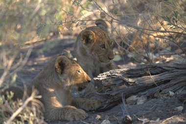 Güney Afrika 'daki Kruger Ulusal Parkı' nda aslan yavrusu.