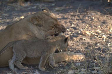 Anne ve yavrusuyla birlikte genç aslan.