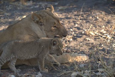 Anne ve yavru aslanlar çimlerde