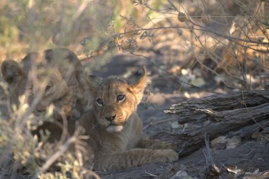 Arslan yavrusu Kruger Ulusal Parkı, Güney Afrika 'da kuru zeminde yatıyor.