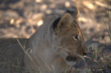 Zimbabwe savanındaki aslan.