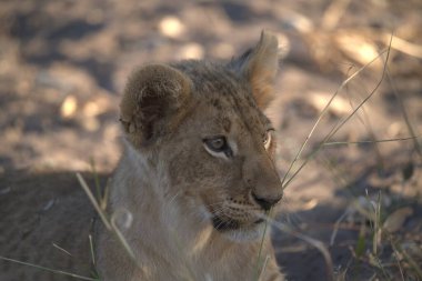Afrika 'nın güneyindeki Kruger parkında aslan var.