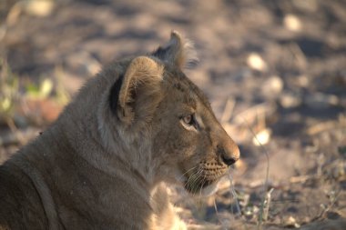Aslan (panthera leo), panthera leo, Güney Afrika, botswana
