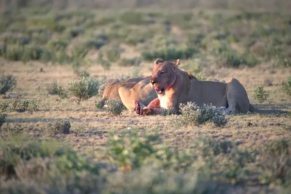 Kızıl vahşi hayvanlar vahşi doğada