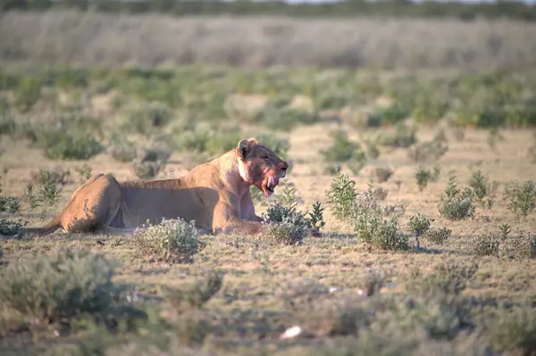 Savanadaki vahşi aslanlar