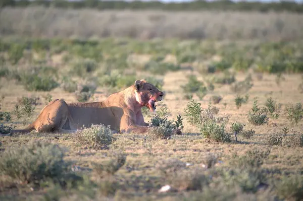 Çimlerde kırmızı ayı