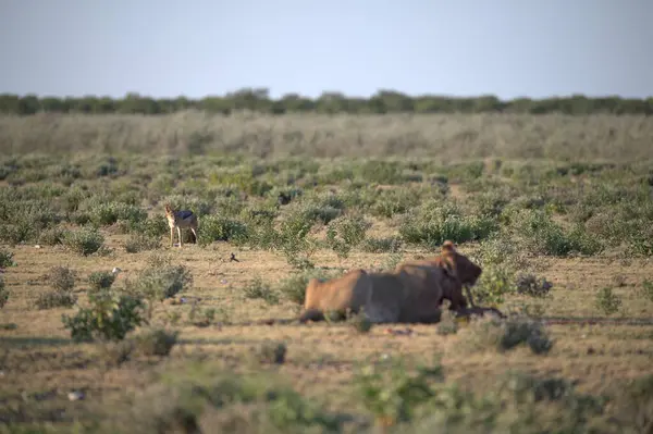 Afrika, Kenya 'da vahşi filler