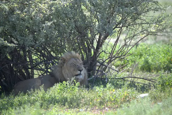 Afrika 'nın bozkırındaki aslan
