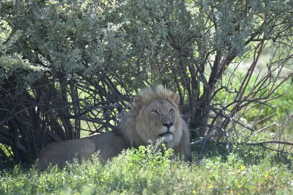 Aslan erkek vahşi doğada