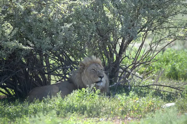 Botswana bozkırında yürüyen aslan erkek.