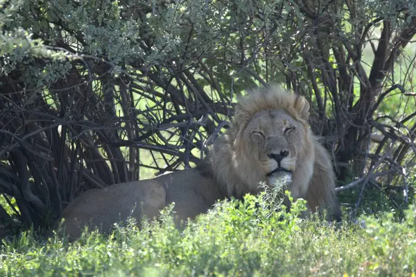 Kenya savanındaki aslan