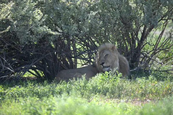 Savanadaki aslan, Kenya