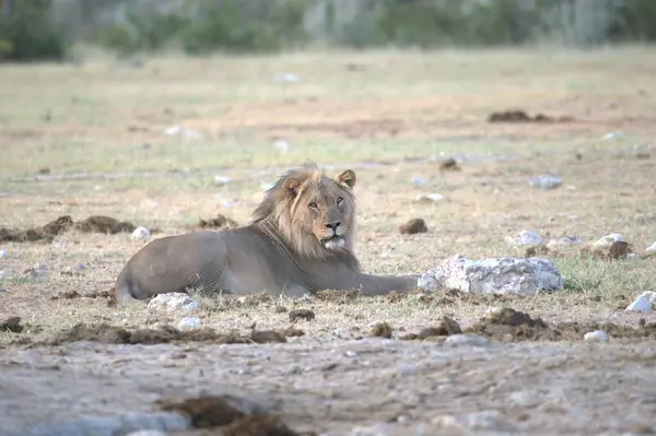 Kenya savanındaki aslan