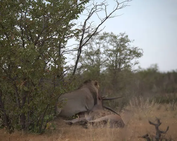 Tarlada büyük bir boğa.