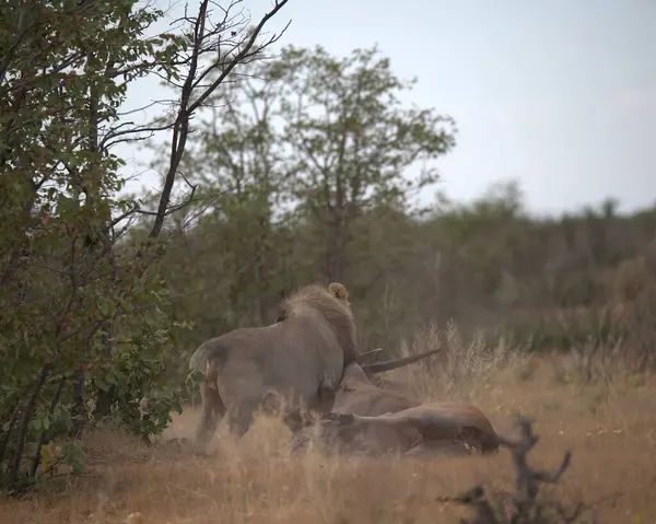 Büyük aslanlı erkek aslan