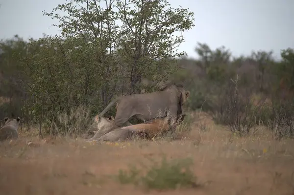 Kruger Park 'taki aslan.