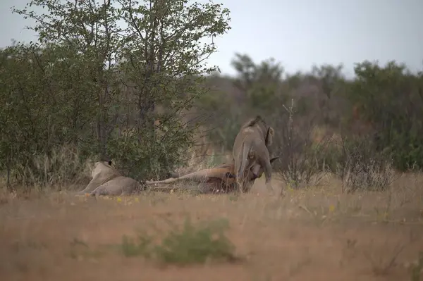 Afrika ulusal parkında vahşi aslanlar