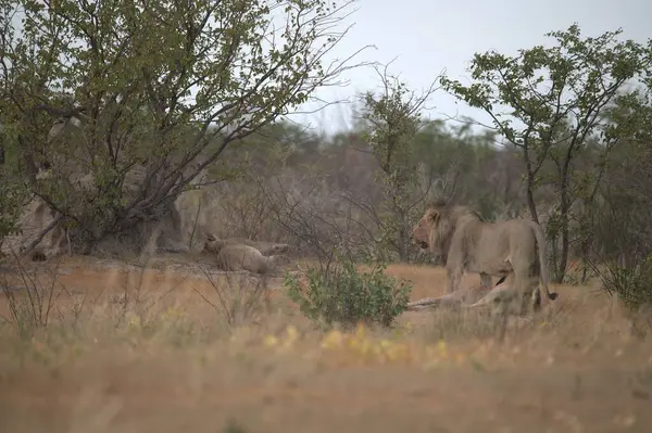 Afrika bozkırlarında bir grup aslan.