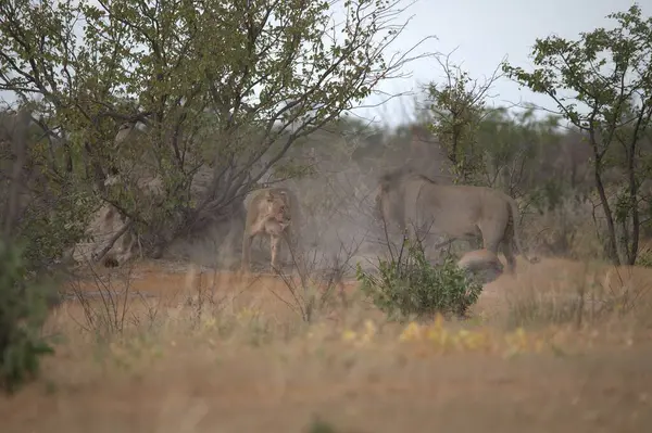 Otların arasında beyaz bir filin yakın çekimi.