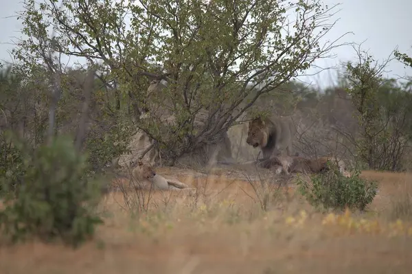 Afrika 'nın güneyindeki Kruger Ulusal Parkı' nda vahşi aslan.