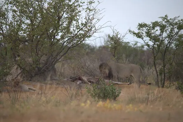 Vahşi Afrika aslanı.