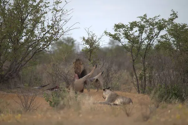 Tarlada bir grup aslan.