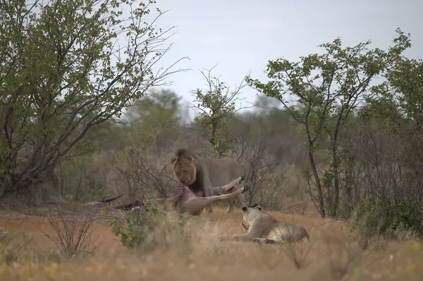 Kenya savanındaki aslan