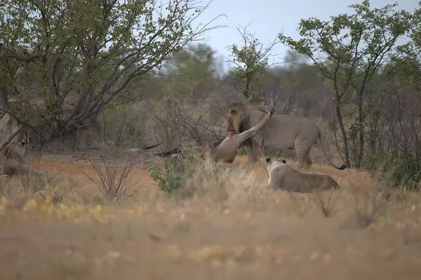 Namibya 'da çölde aslanla oynayan genç bir erkek aslanın güzel bir fotoğrafı.