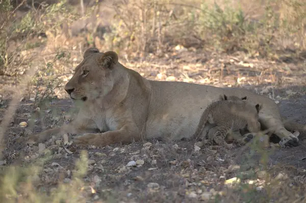 Kruger National Park, Güney Afrika içinde dinlenme aslan yavrusu.