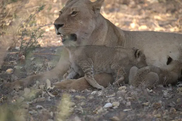 Savanadaki genç aslan ailesi.