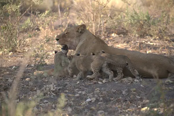 Aslan yavrusuyla aslan ailesi