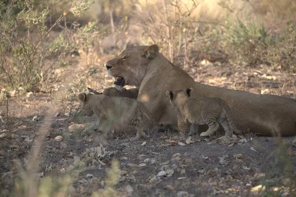 Savanadaki aslan ailesi.