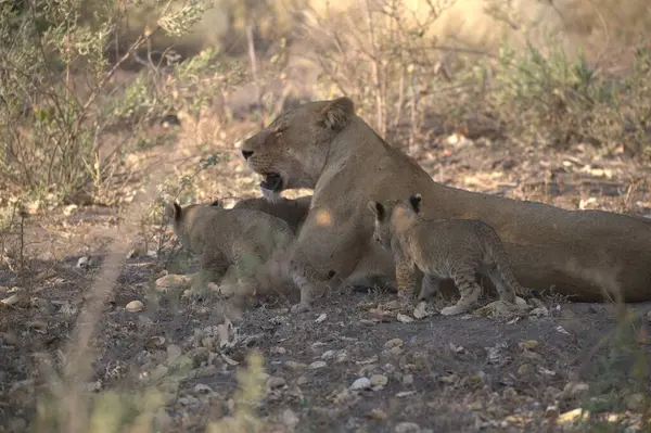 lioness, panthera leo, adult, cub, cub, mother, cubs, lion, lioness
