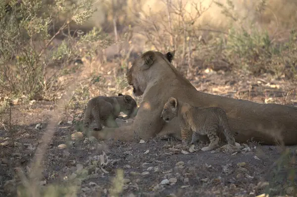young lions at the waterhole in the etosha national park, namibia.