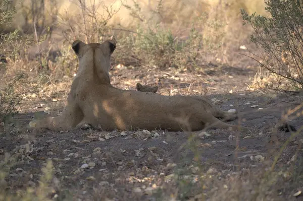Parktaki kuru çalılarda dinlenen dişi bir aslan.