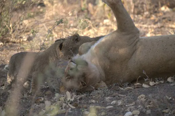 Güney Afrika 'daki Kruger Ulusal Parkı' nda aslan var..