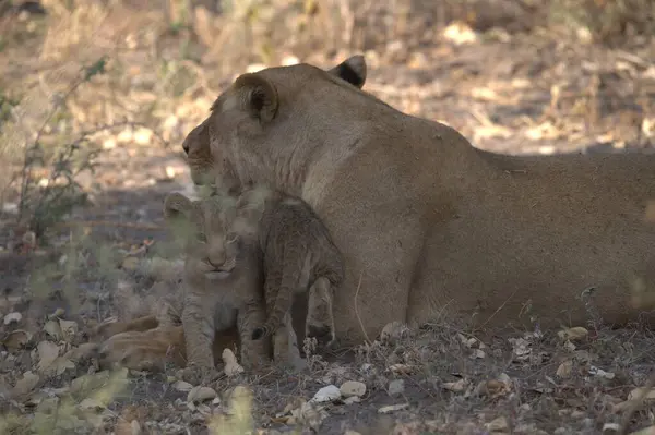 young lion in the savannah of africa