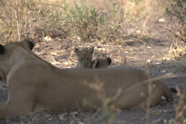 Güney Afrika 'daki Kruger Ulusal Parkı' nda aslan ailesi.