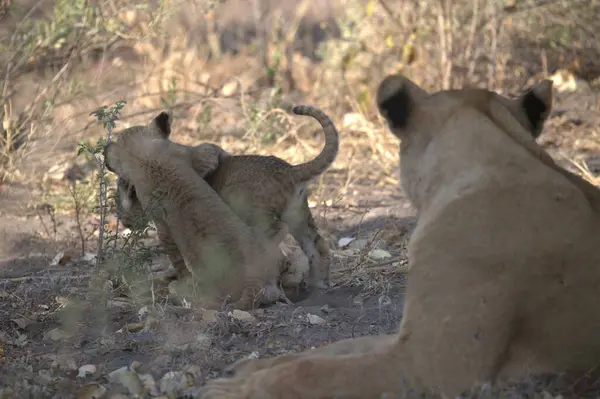 Hayvanat bahçesindeki bir aslan