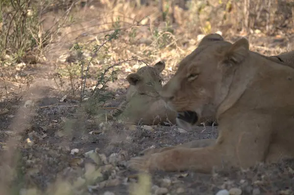 Afrika 'daki Kenya savanındaki genç aslan.