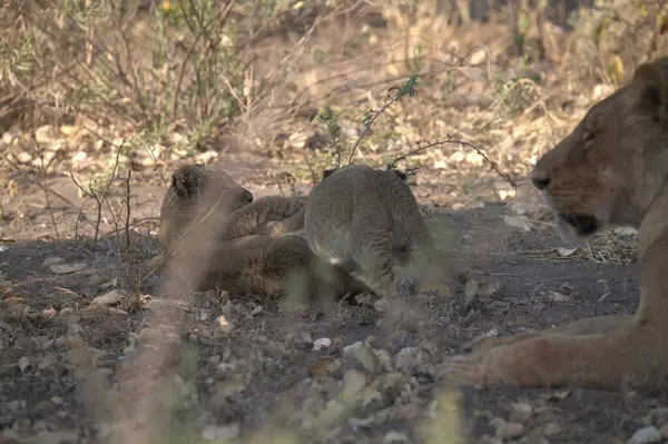 Aslan (panthera leo) vahşi doğada